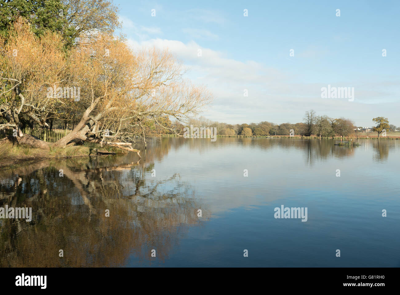 Richmond Park, London, UK Stock Photo Alamy
