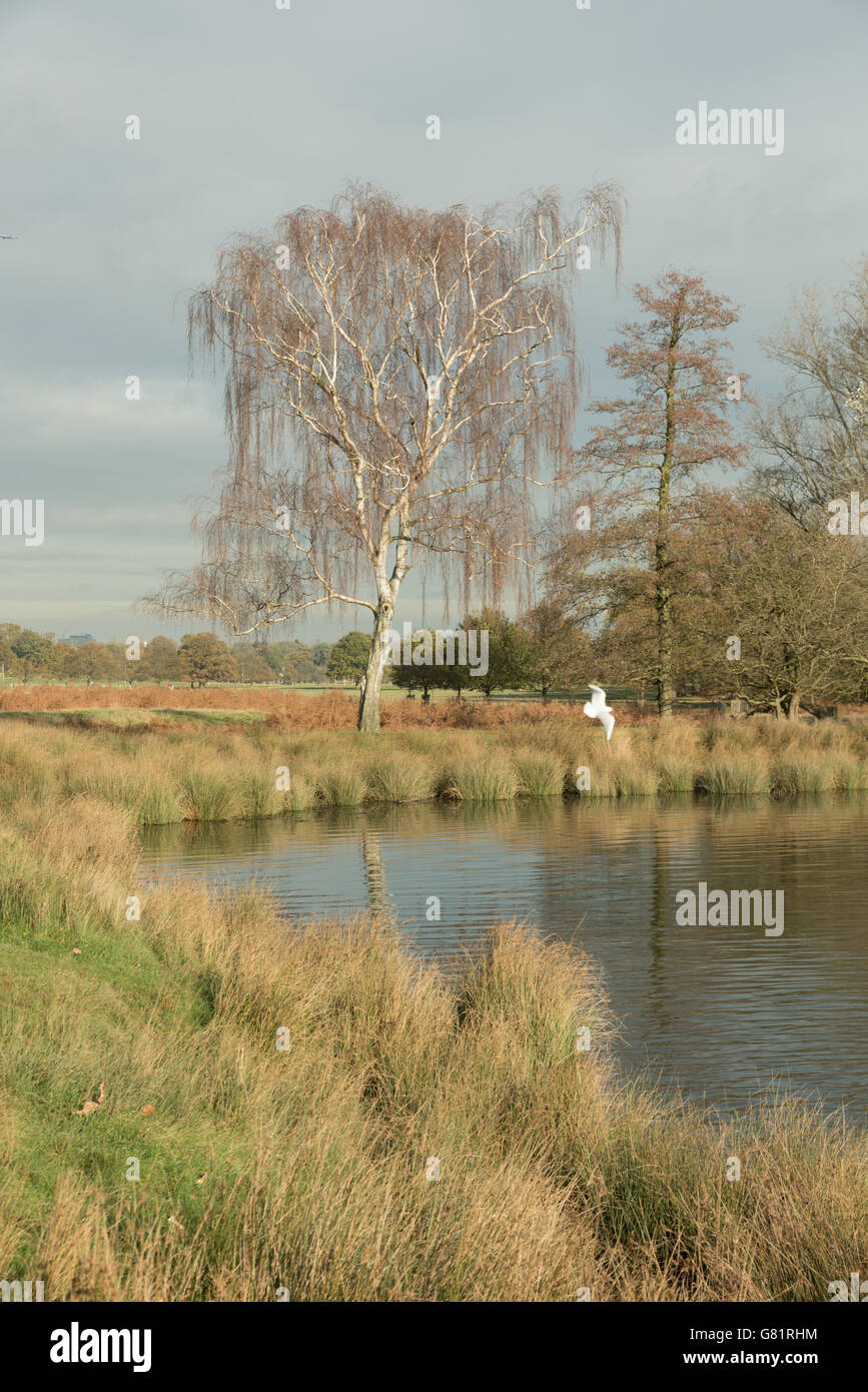 Richmond Park, London, UK Stock Photo Alamy