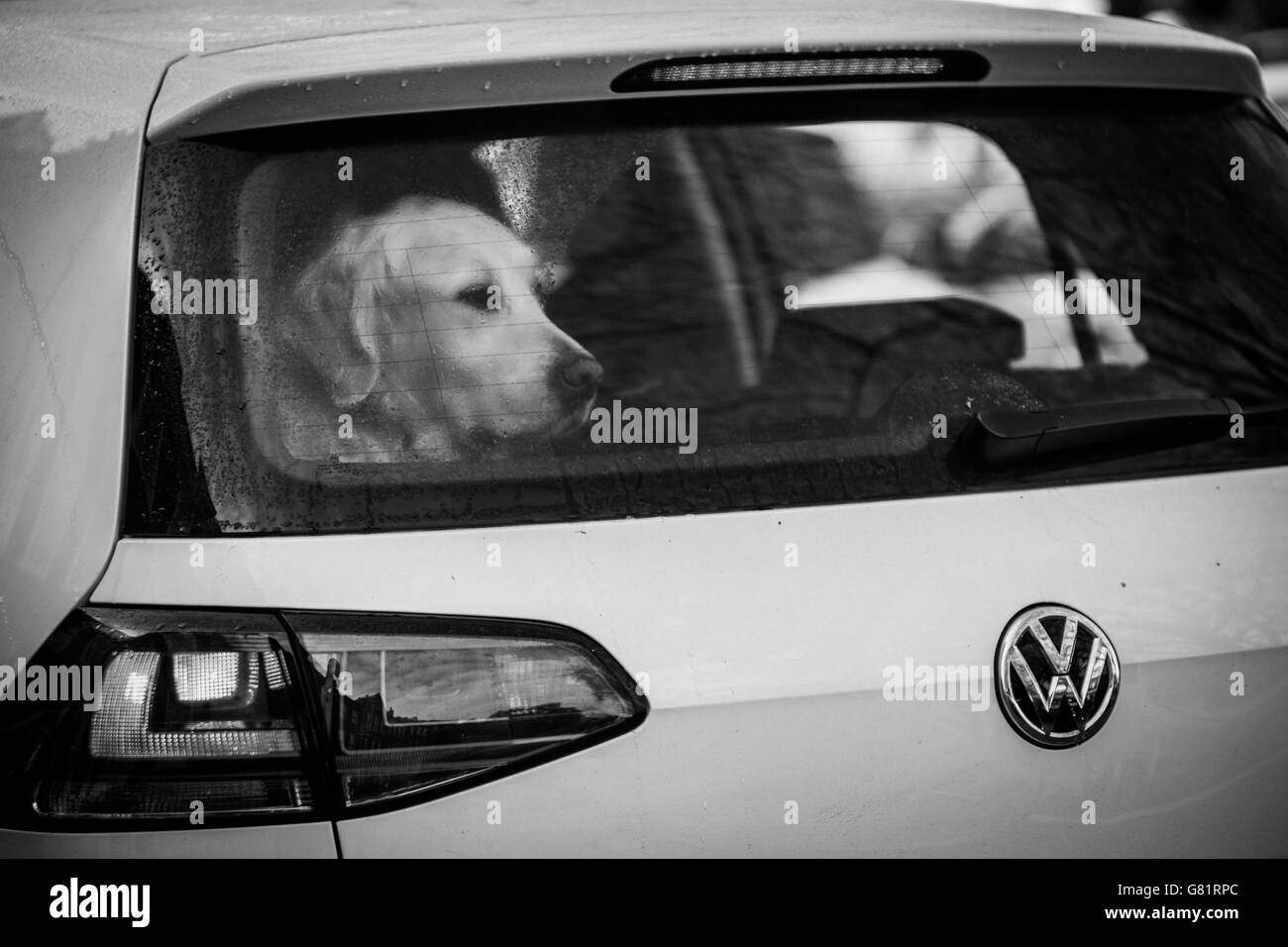 Dog locked in a car Stock Photo Alamy