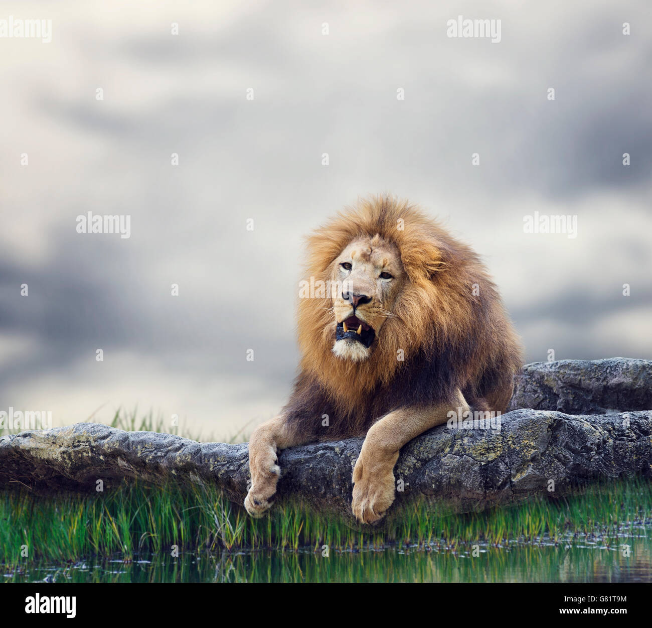 Lion rest hi-res stock photography and images - Alamy