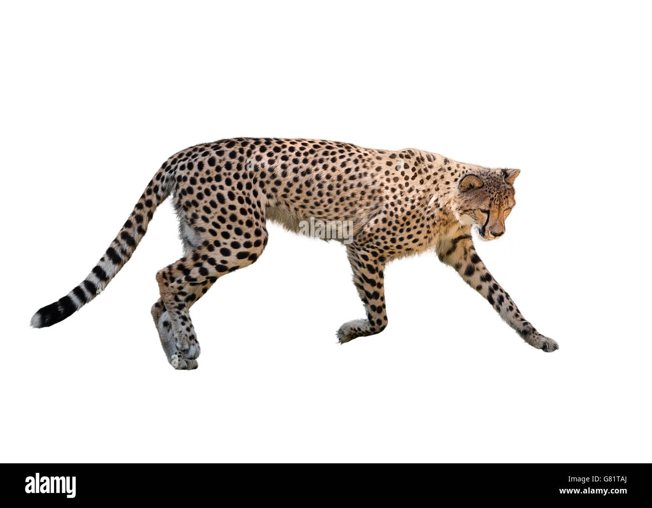 Cheetah Running ,Isolated on white Background Stock Photo
