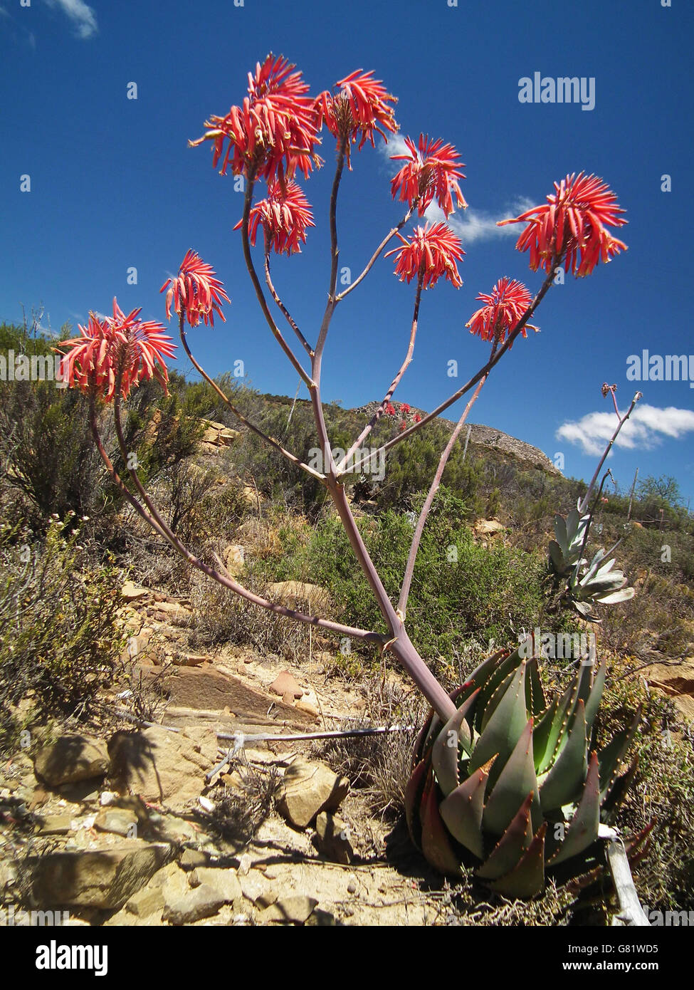 Chabaud's Aloe plant, (Aloe Chabaudii), Baviaanskloof Mega Reserve, Eastern Cape, South Africa, December 2010 Stock Photo