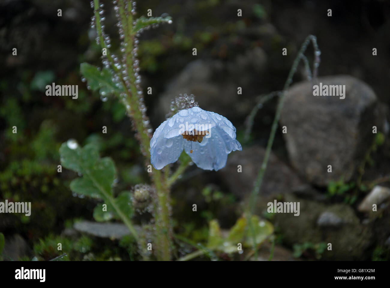 Blue Poppy, a rare Himalayan flower, Valley of Flowers, Uttarakhand, India Stock Photo