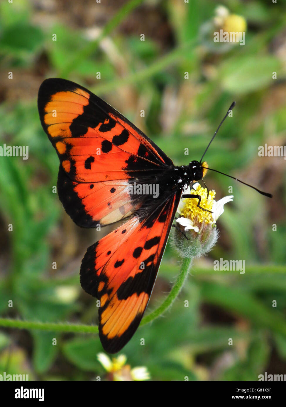 African Monarch Butterfly, (Danaus Chrysippus), South Africa, 2012