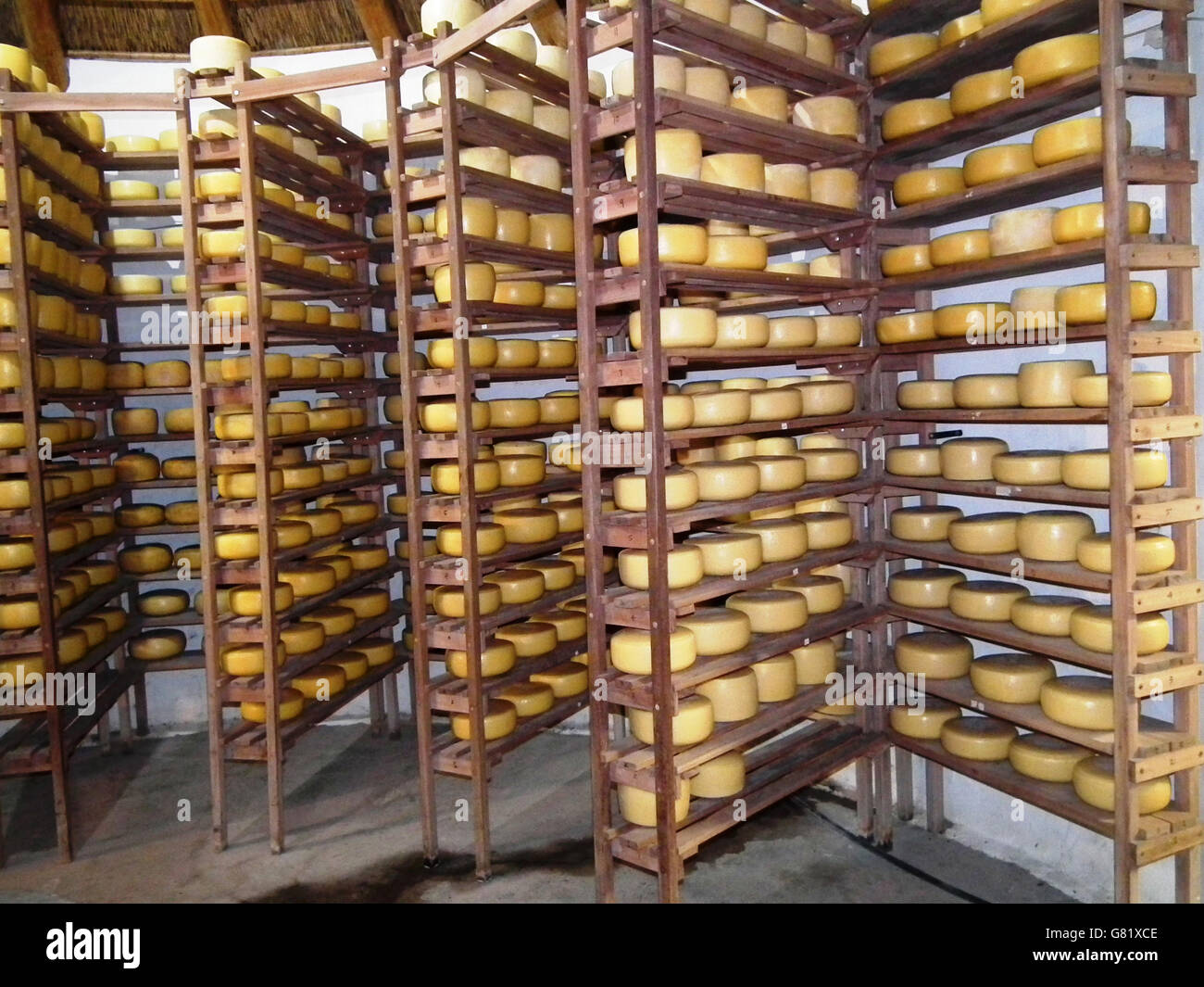 Yellow cheeses on shelves at cheese factory, Eastern Cape, South Africa