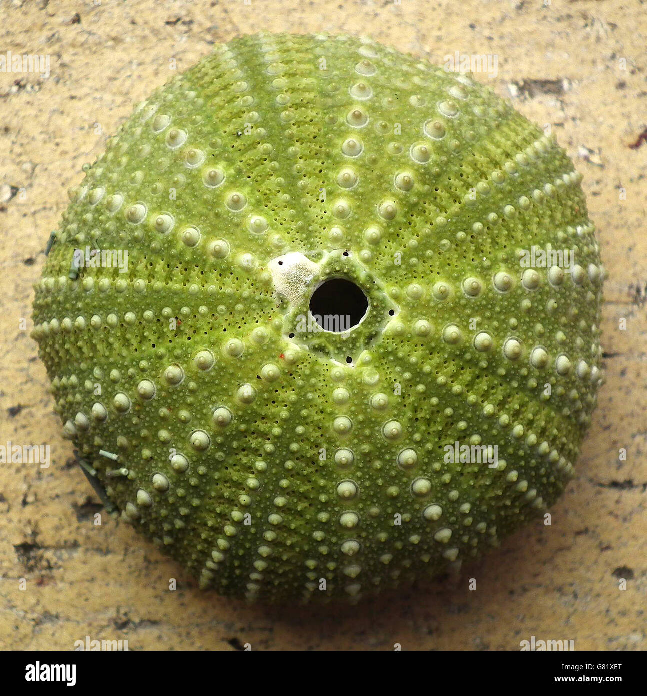 Green sea urchins hires stock photography and images Alamy