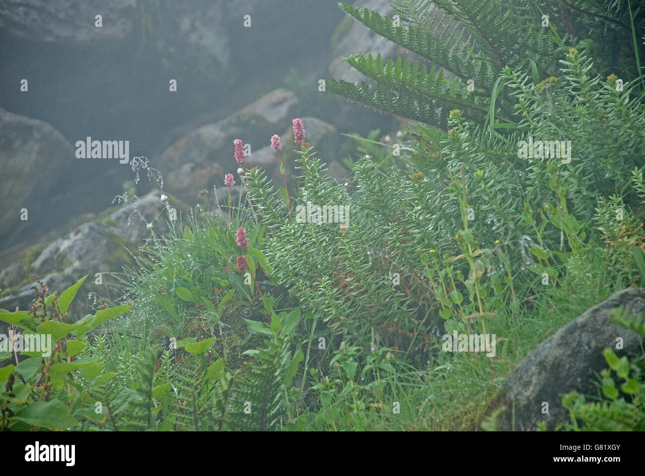 Valley of Flowers, Garhwal Himalayas, Uttarakhand, India Stock Photo