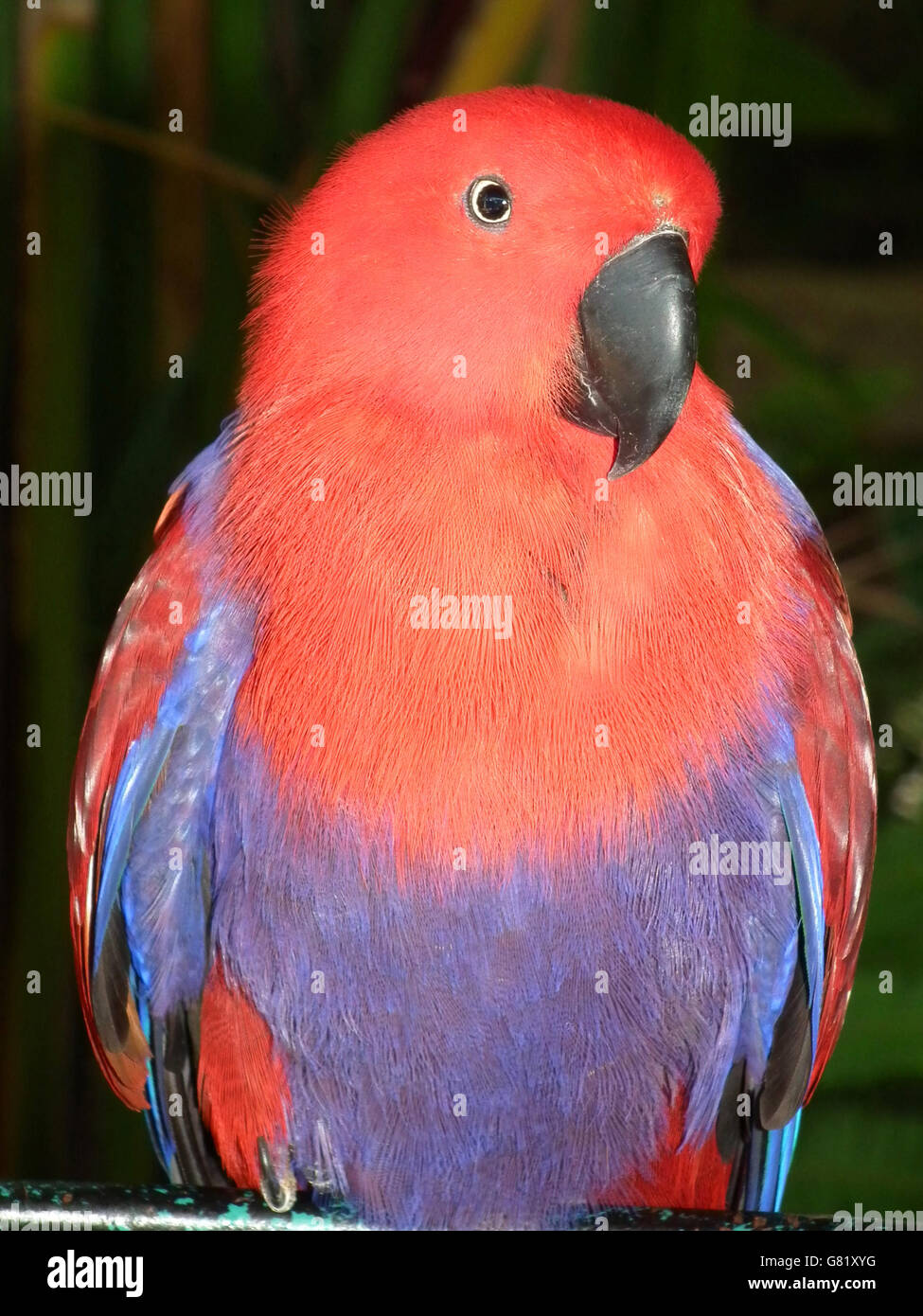 Eclectuses hi-res stock photography and images - Alamy