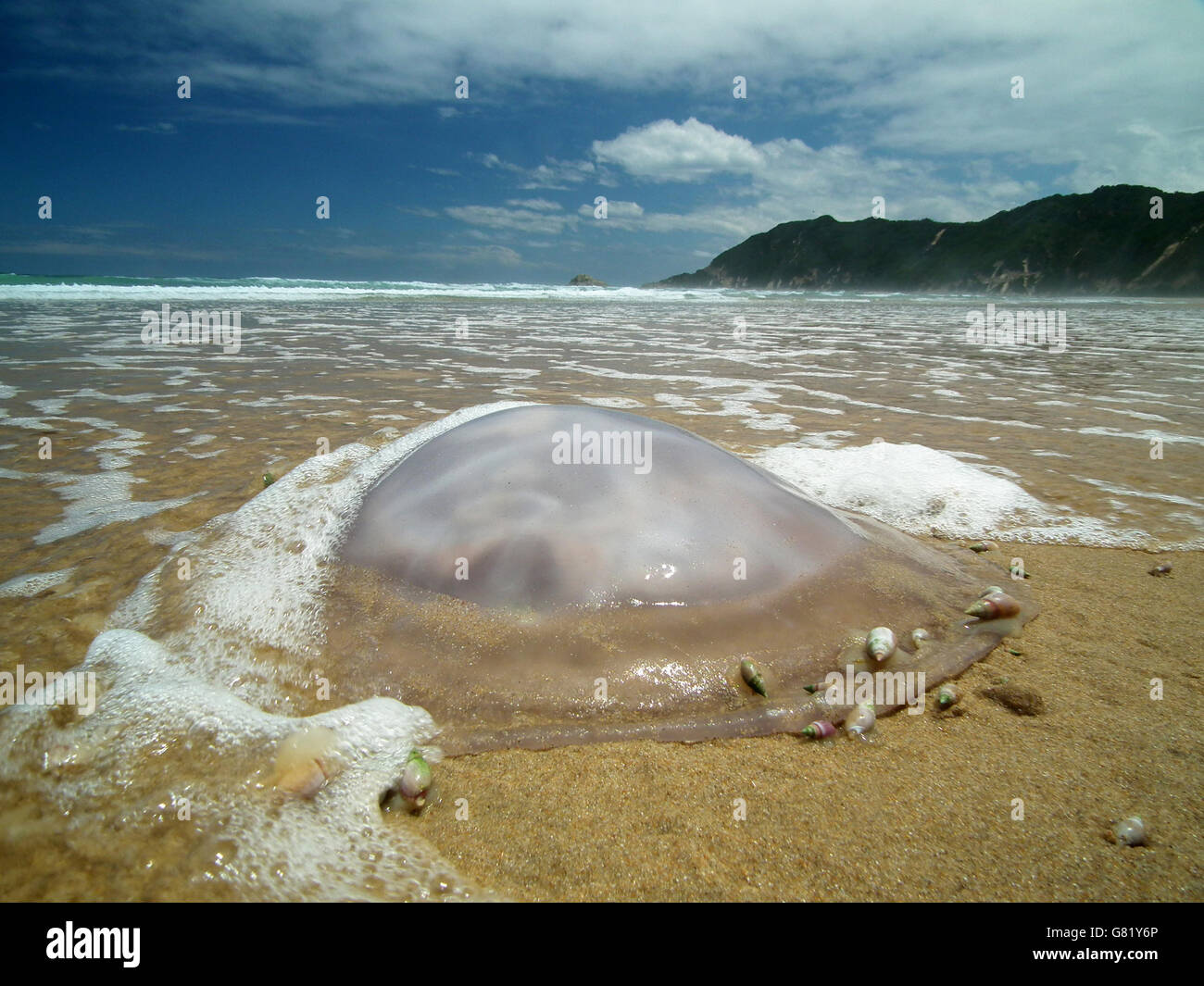 Jellyfish and sea snails on beach, Eastern Cape; South Africa; 14