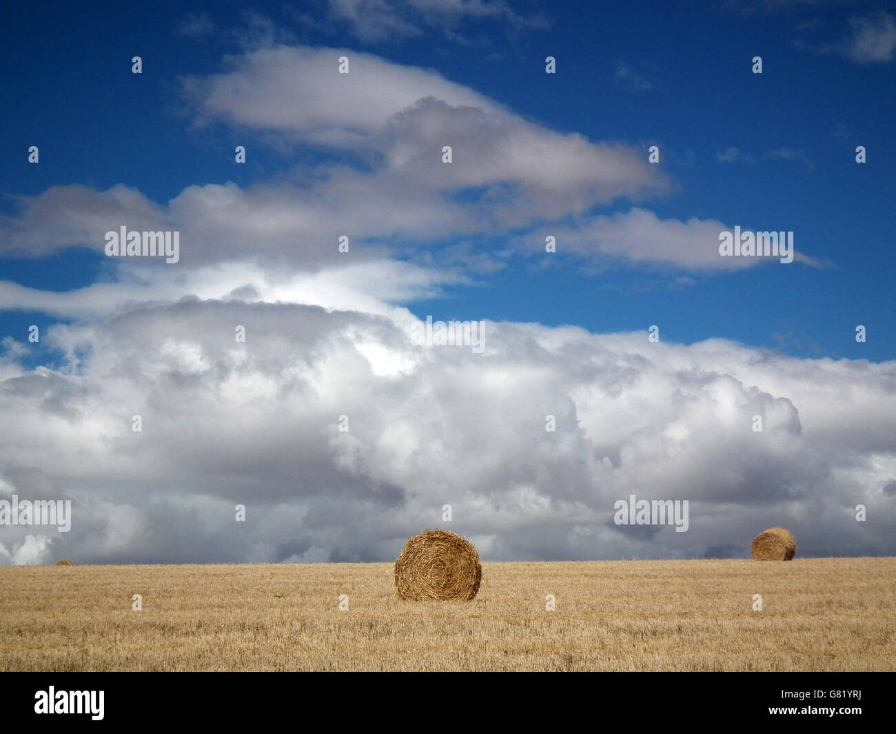 Haystacks in Overberg wheatfield, Western Cape; South Africa; 2012 Stock Photo
