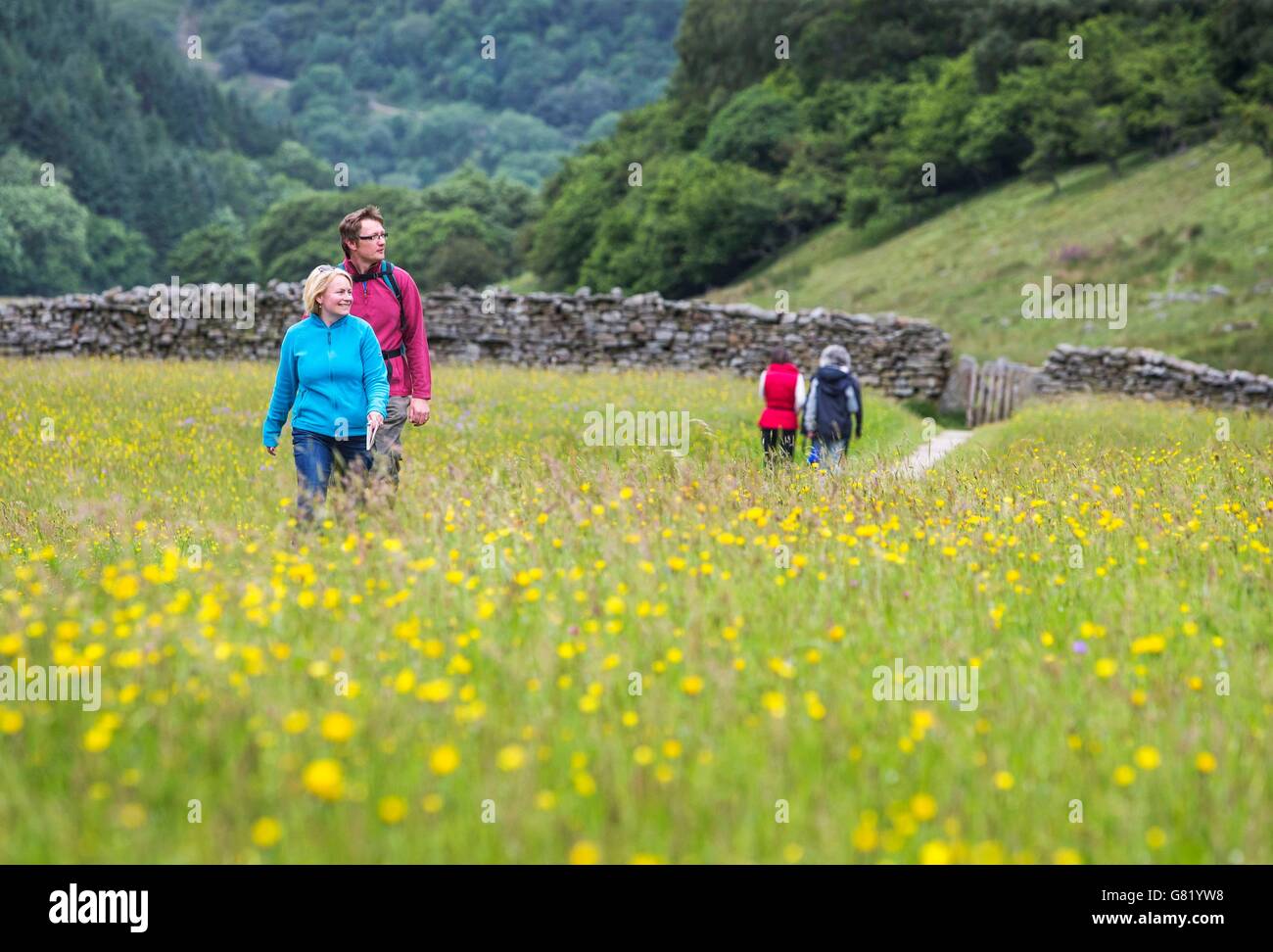 The Muker flower meadows in full bloom in the Yorkshire Dales. Stock Photo