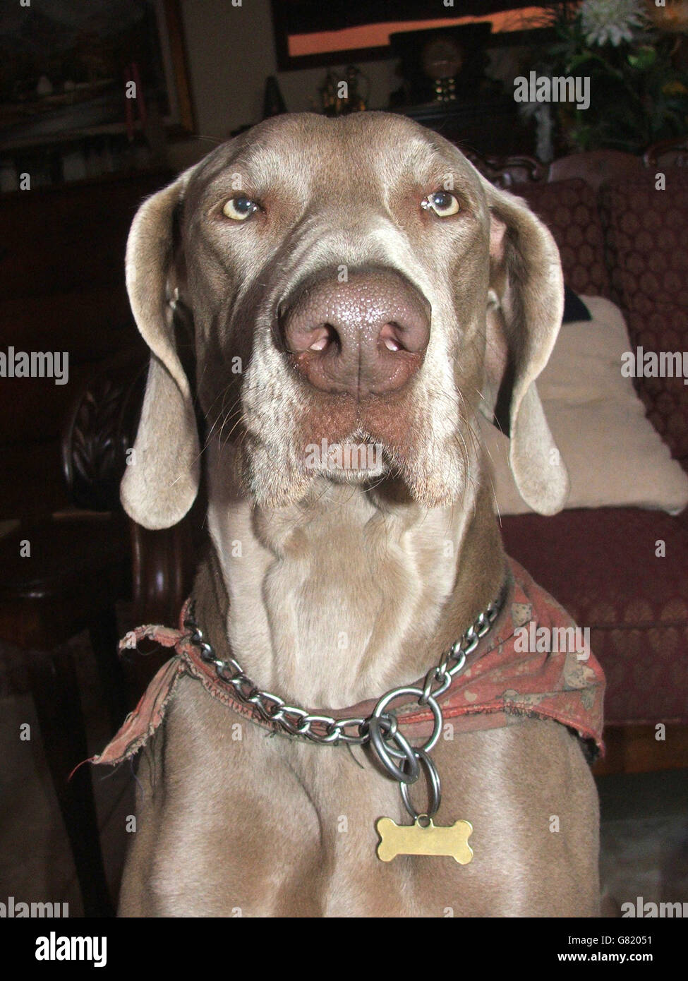 Weimaraner dog, Portrait, South Africa, 2012 Stock Photo
