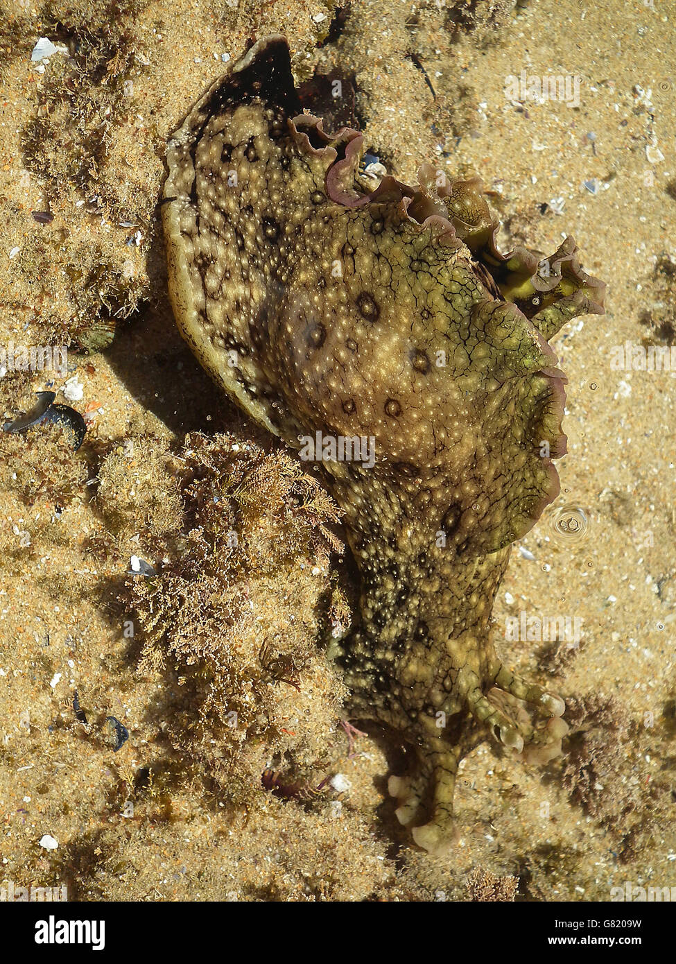 Sea hare, Aplysiomorpha, Western Cape, South Africa, 2012 Stock Photo