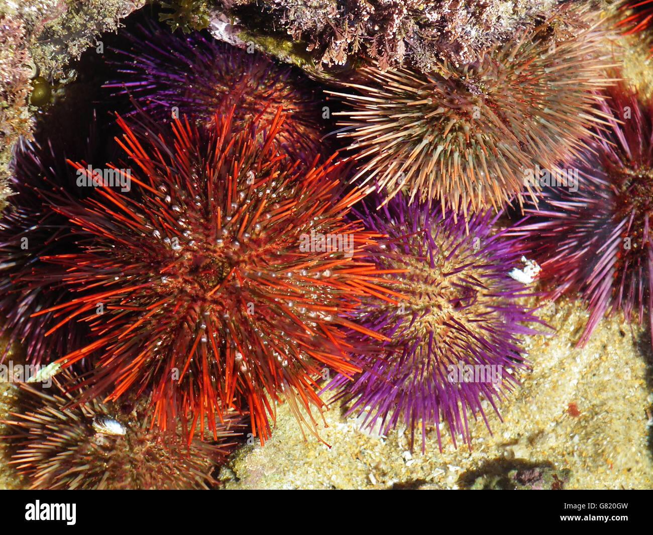 Types Of Sea Urchins Aquarium