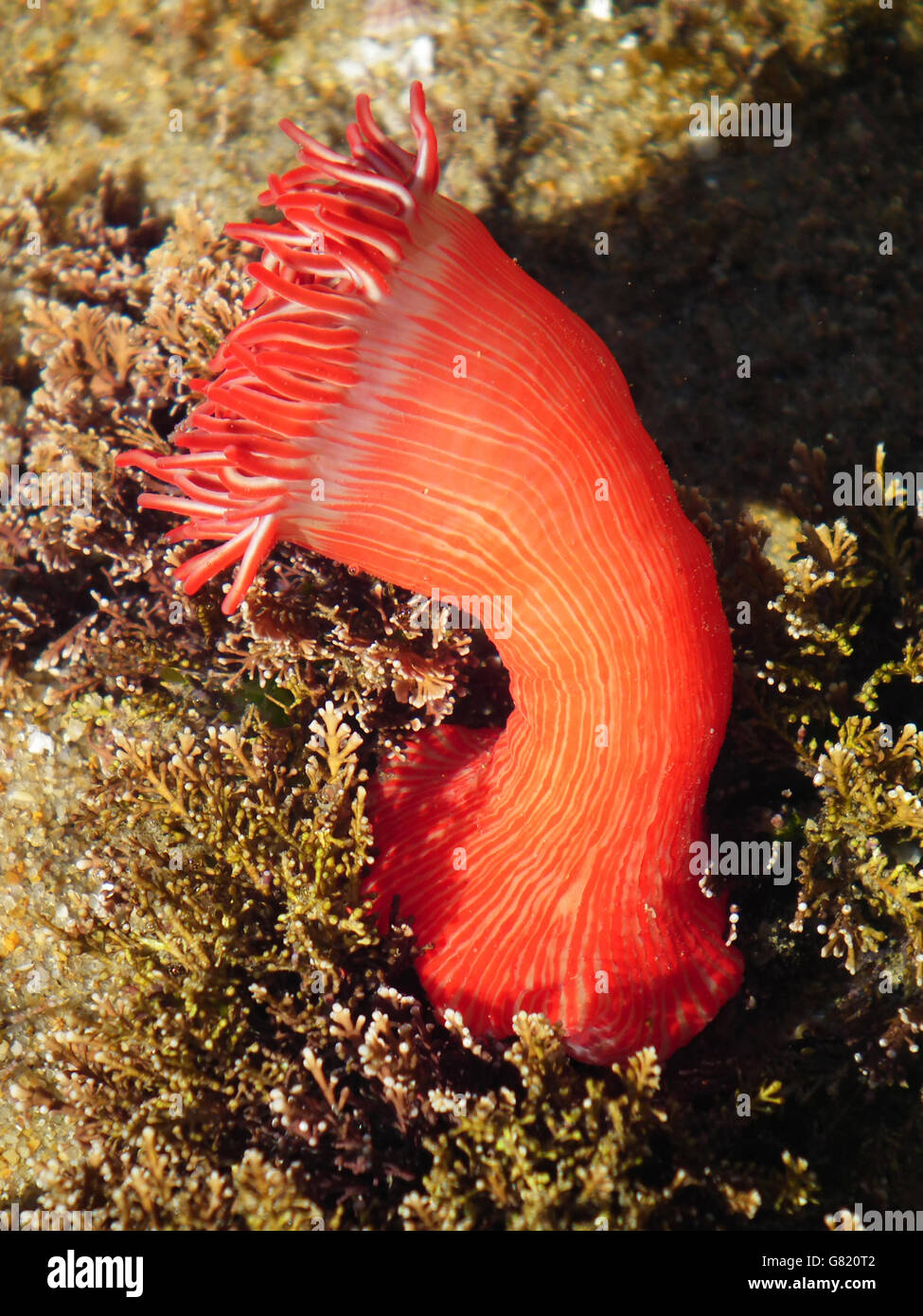 水着・ラッシュガード alam Anemone bottom alam Anemone bottom