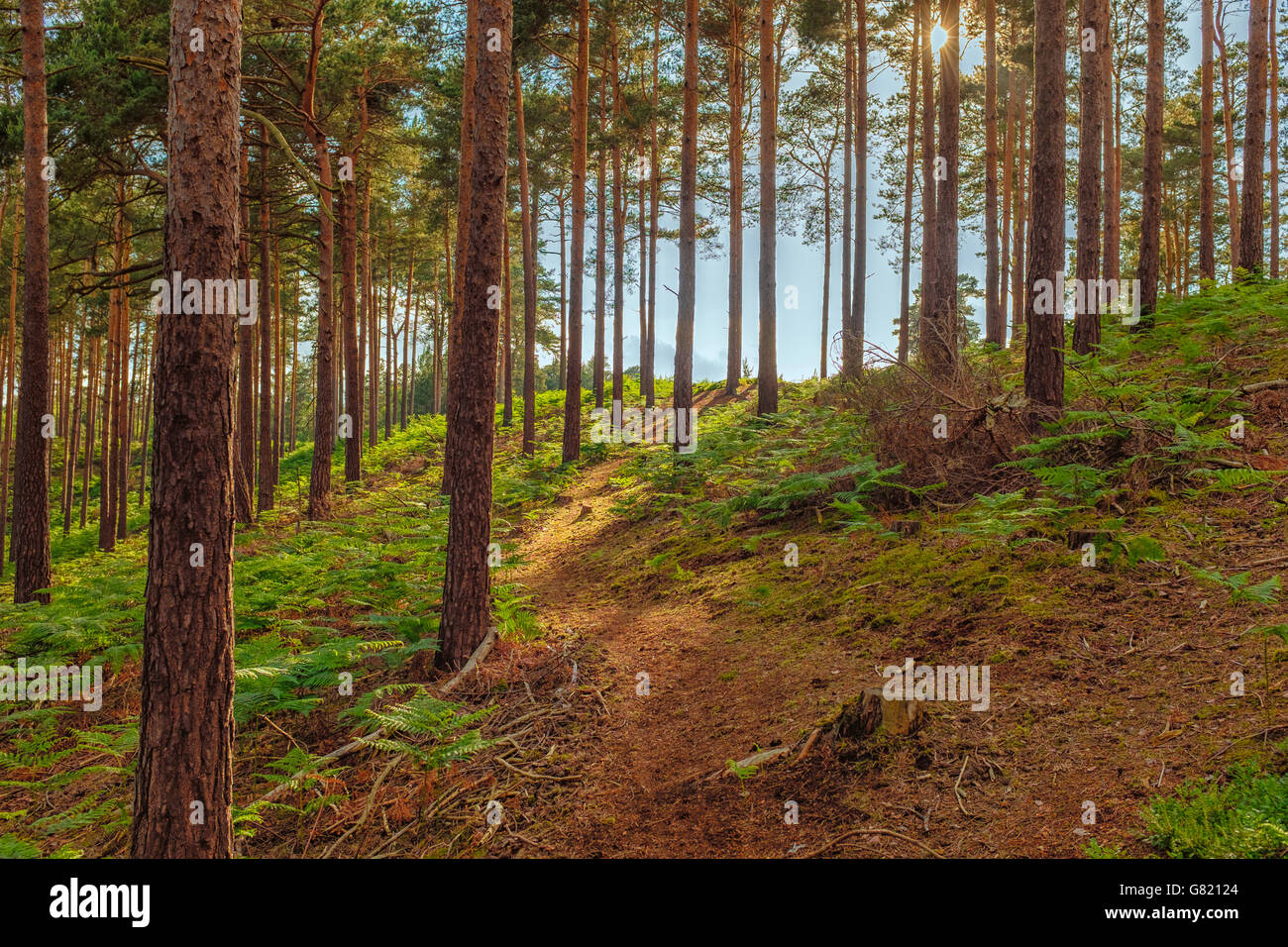 UK,SurreyBourne wood near Farnham,has been frequently used as a