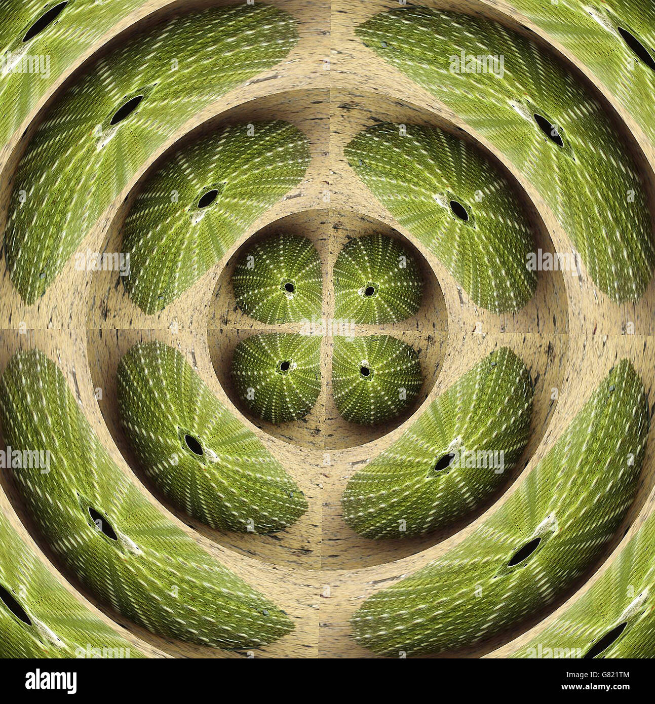 Green Sea Urchin Skeleton on concrete; Kaleidoscope; Eastern Cape