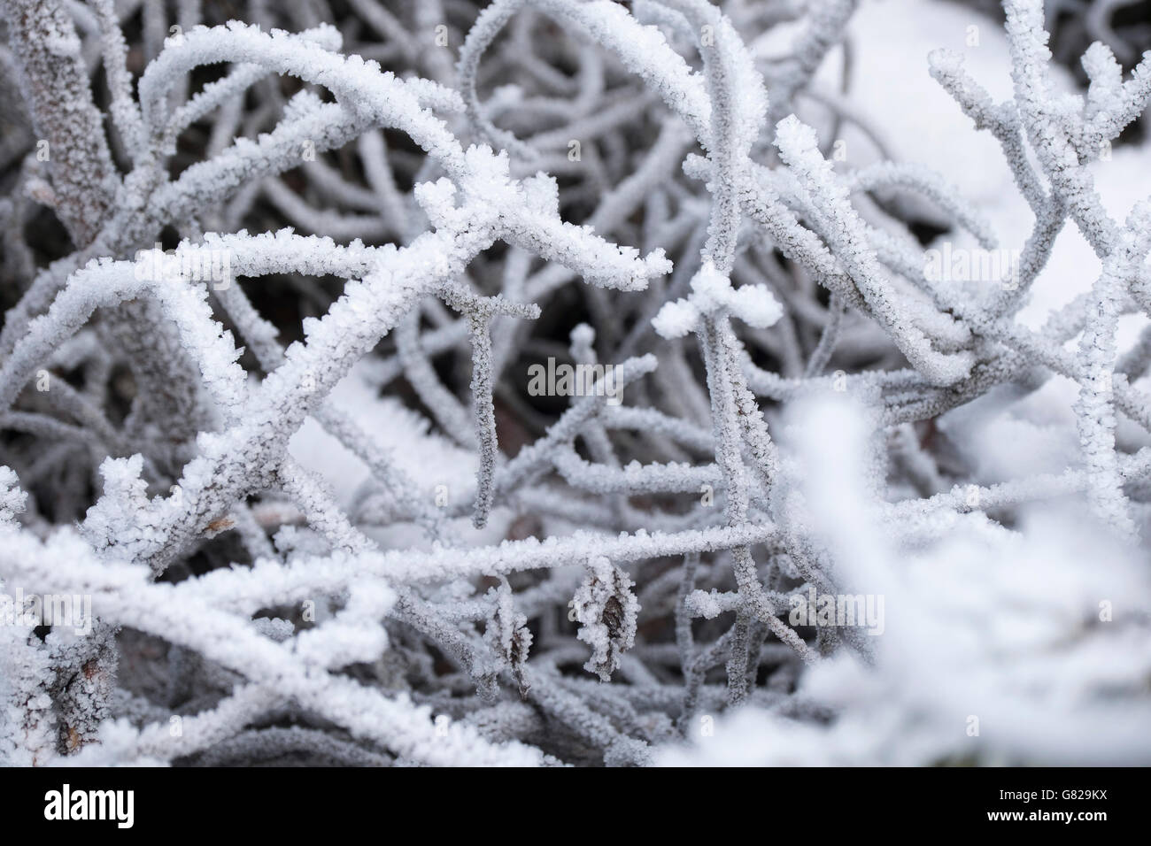 Closeup of frozen plants Stock Photo Alamy