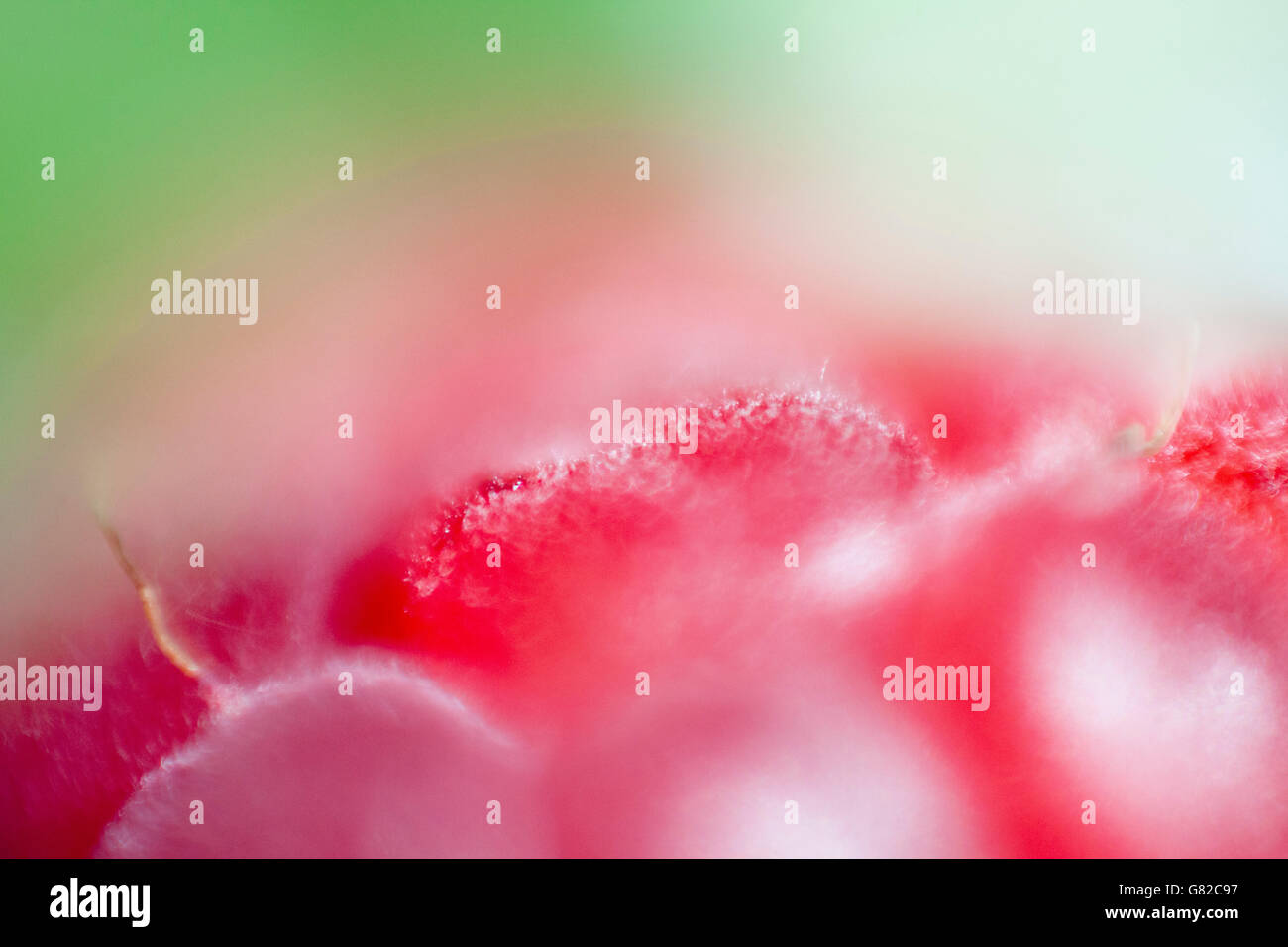 Extreme close-up of raspberry Stock Photo - Alamy