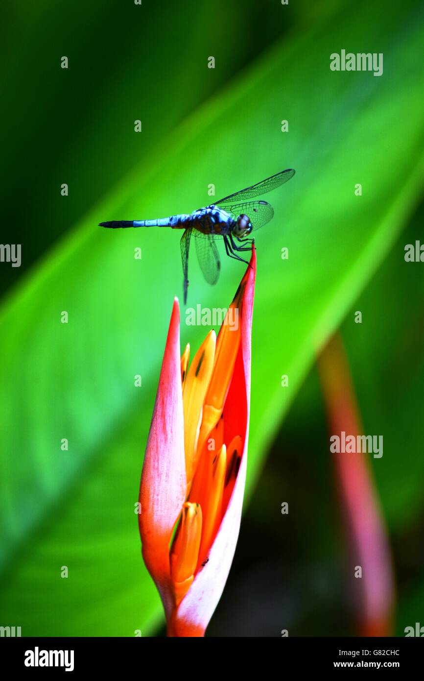 Blue dragonfly on a heliconia flower, Borneo Stock Photo Alamy