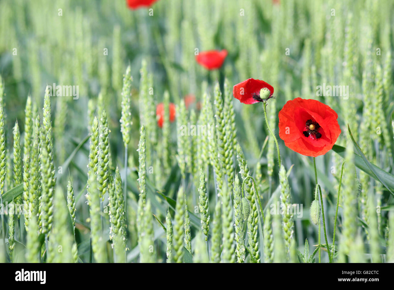 green wheat and red poppy flower Stock Photo - Alamy