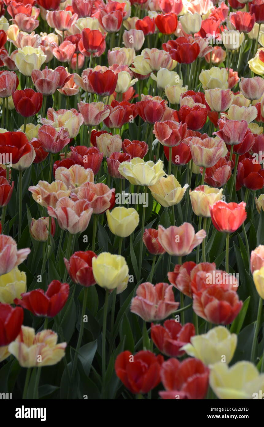 Tulip time festival in Holland, Michigan Stock Photo Alamy