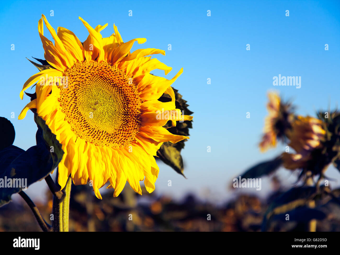 Fresh Sunflower in a field Stock Photo