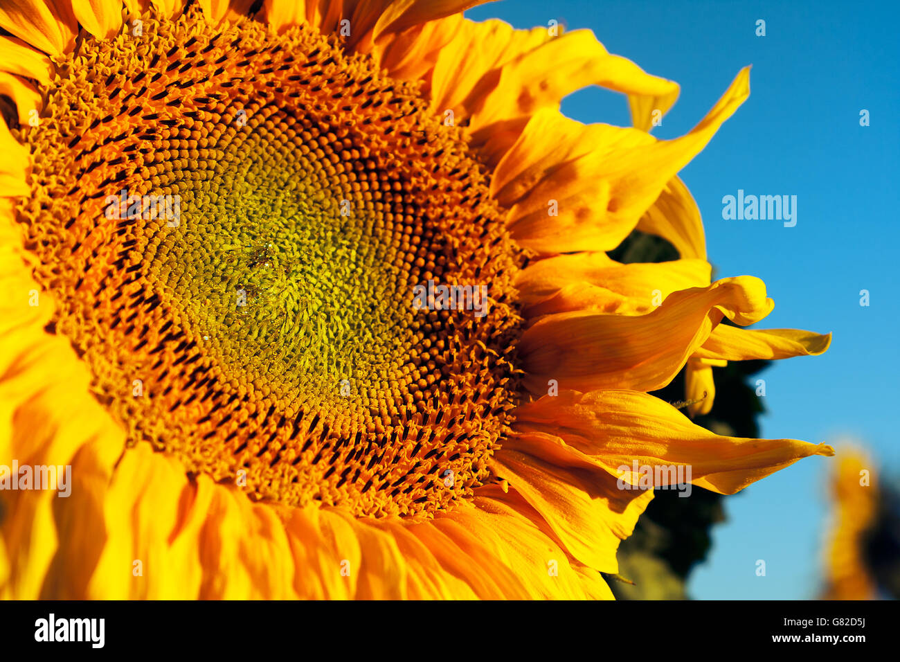 Sunflower large and yellow Stock Photo