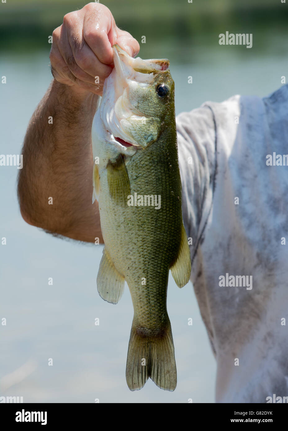 A largemouth freshwater bass caught on a small pond. Stock Photo