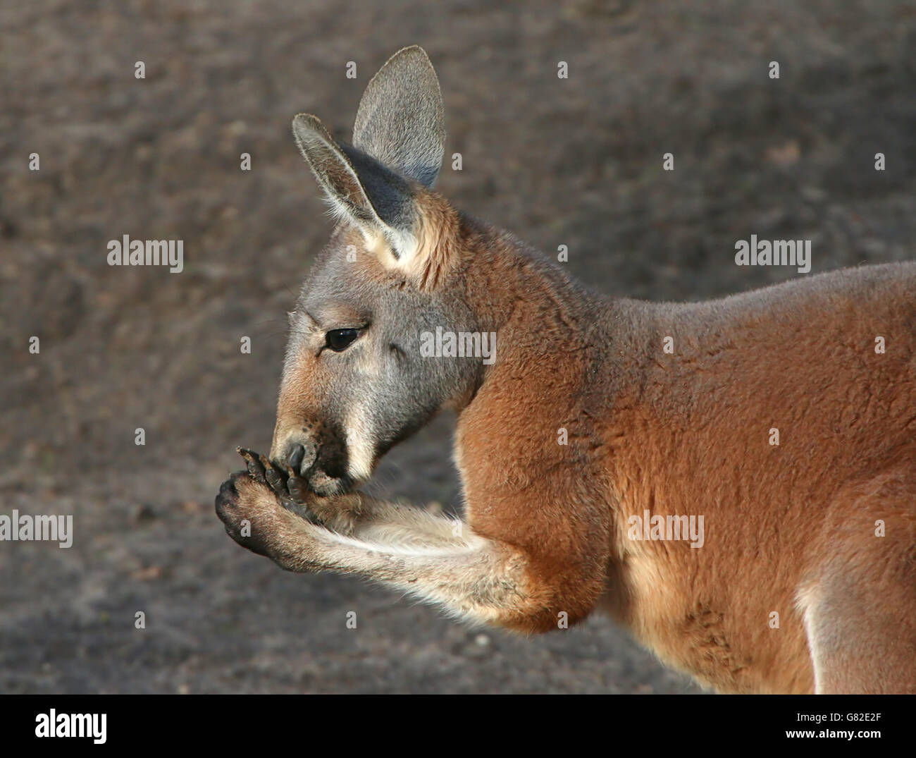 Australian Red Kangaroo (Macropus rufus) feeding, front paws lifted