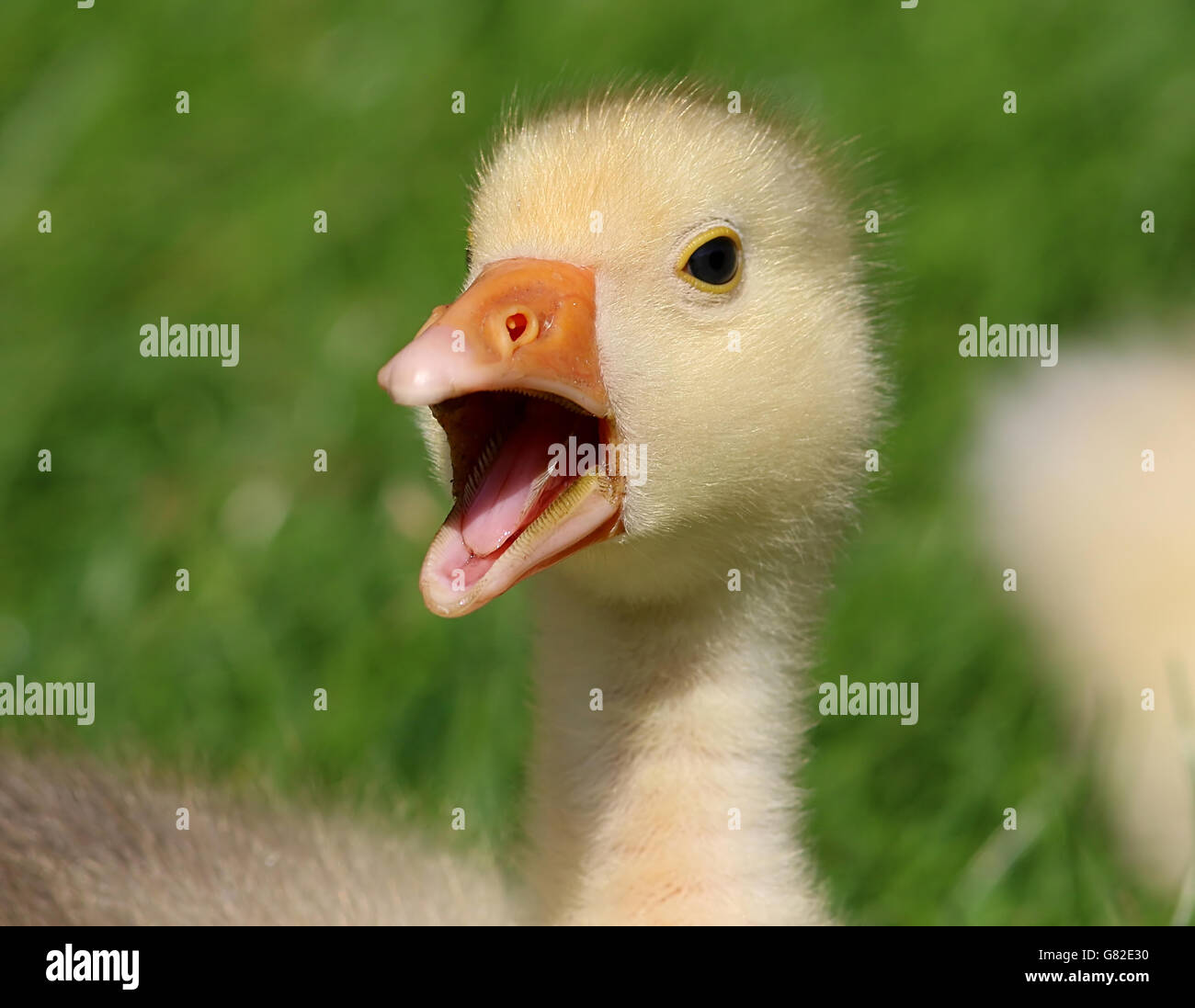 Spunky baby gosling (Anser anser domesticus) honking Stock Photo