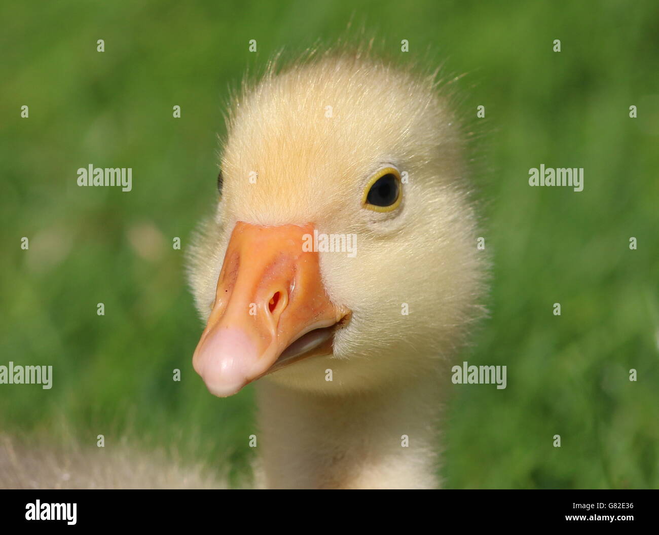 Cute fluffy gosling (Anser anser domesticus) in close-up Stock Photo