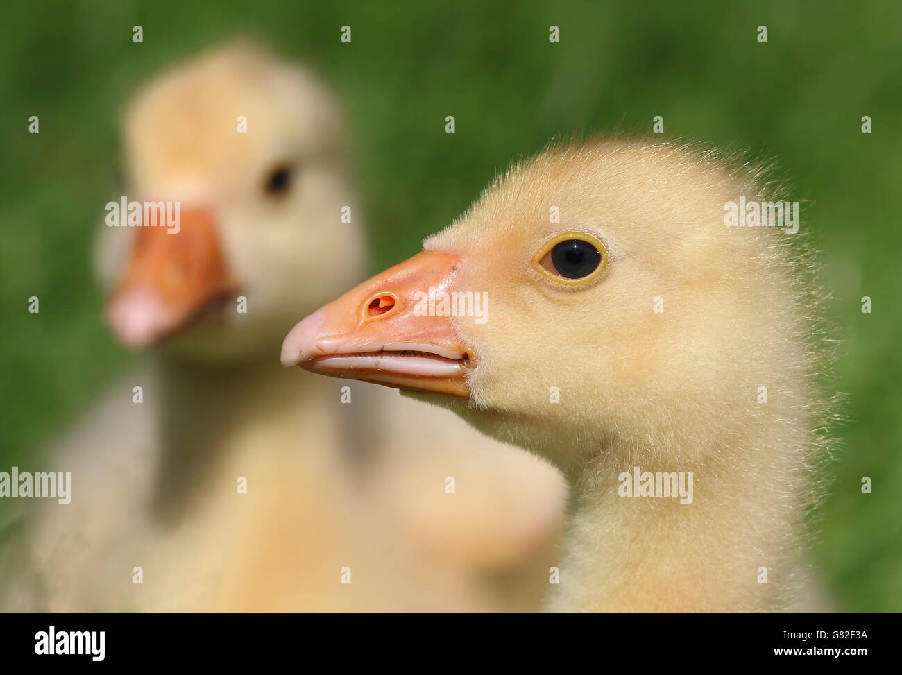 Duo portrait of two  fluffy goslings (Anser anser domesticus) in close-up Stock Photo