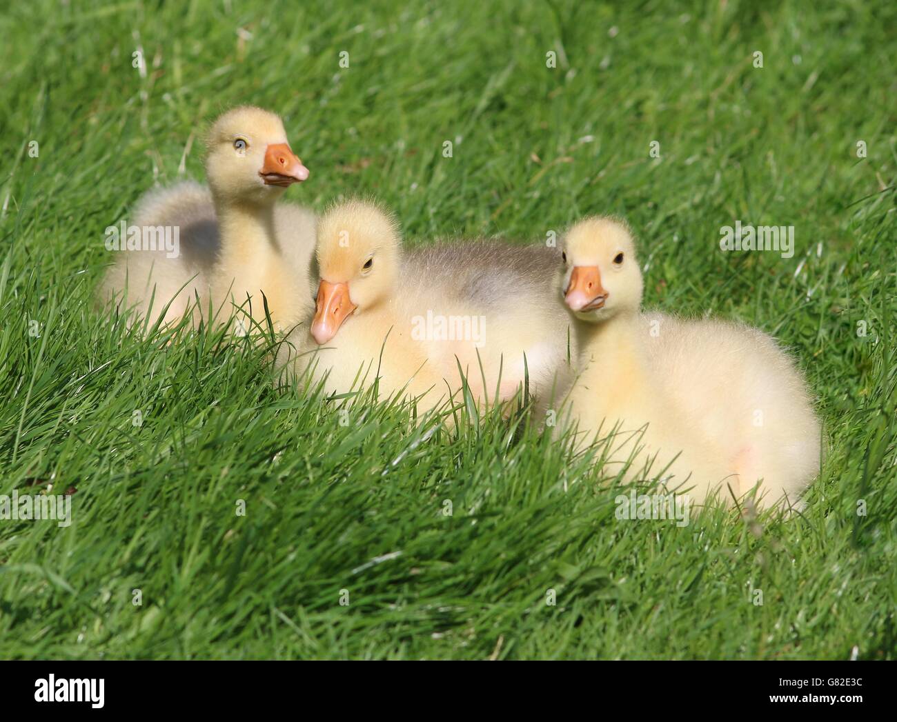 Three cute &  fluffy baby goslings (Anser anser domesticus) in a meadow Stock Photo