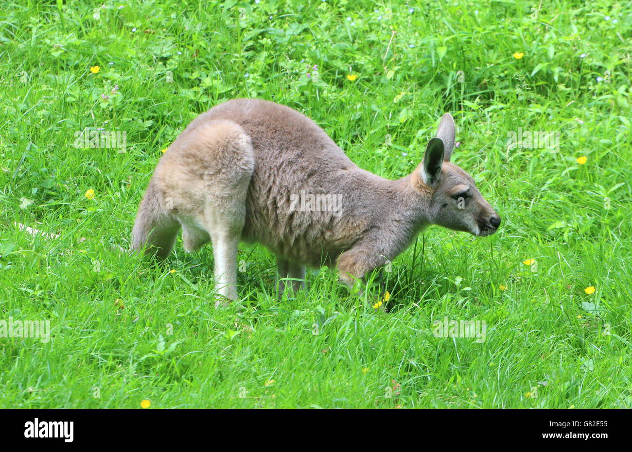 Immature Australian Red Kangaroo  joey (Macropus rufus) Stock Photo