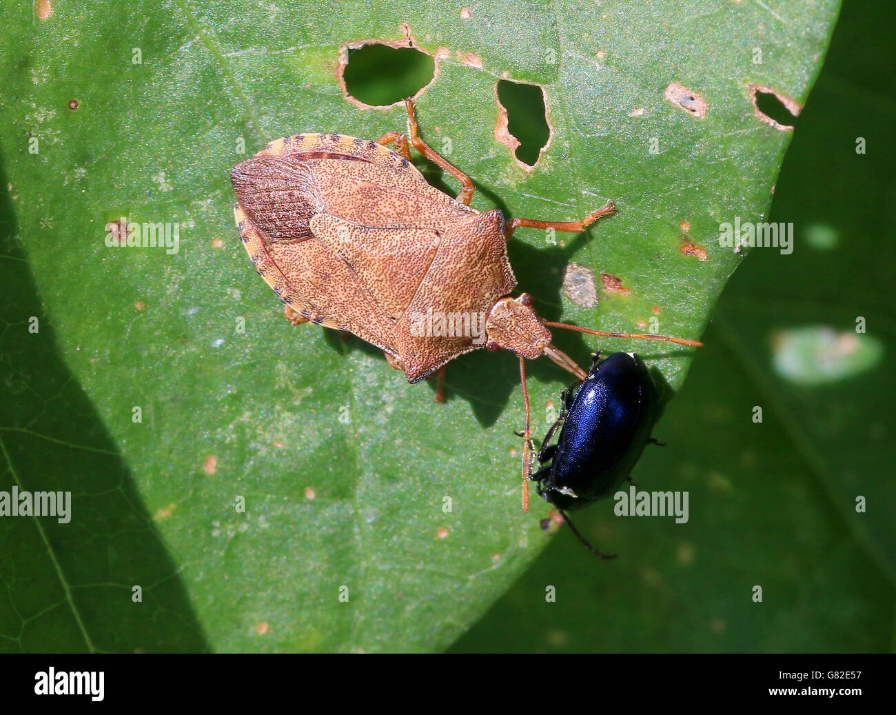 Arma Custos Shield Bug feeding on a European blue Mint Beetle