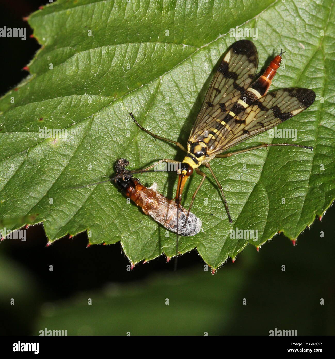 Close-up of a female common scorpion fly ( Panorpa communis) feeding on an insect prey Stock Photo