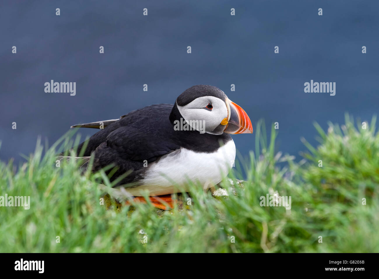 Puffin Bird (Fratercula arctica) perched on cliff rocks, Westfjords, Iceland, Europe. Stock Photo