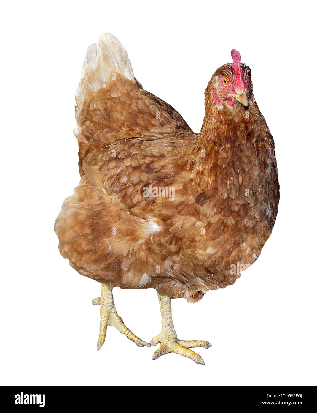 Adult brown chicken isolated on white background. Stock Photo