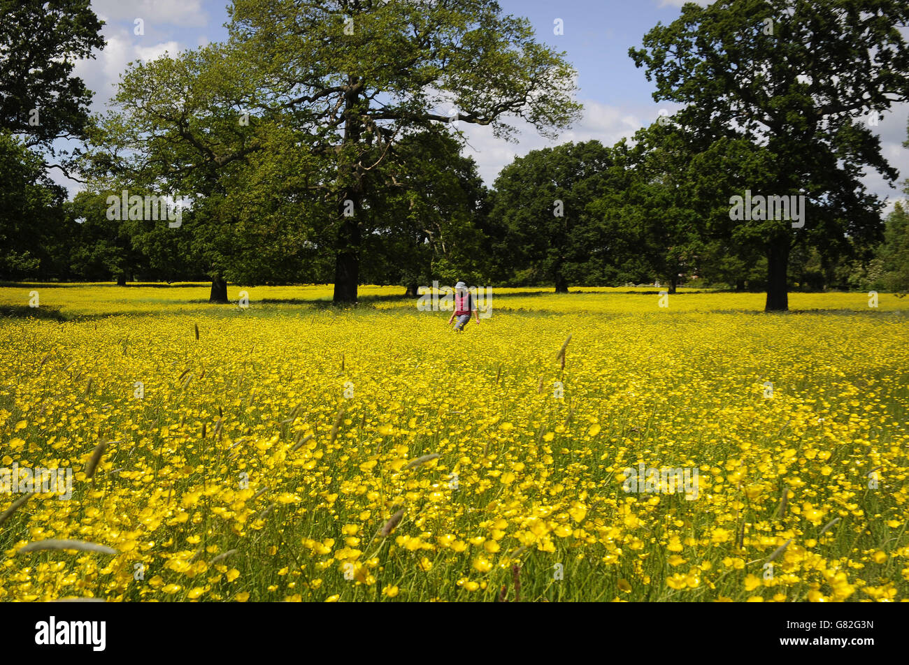 Buttercups in fields at Bolton Percy near Tadcaster as there is set to be a fresher feel in the air over the weekend for Britons who have basked in the hottest temperature of the year. Stock Photo