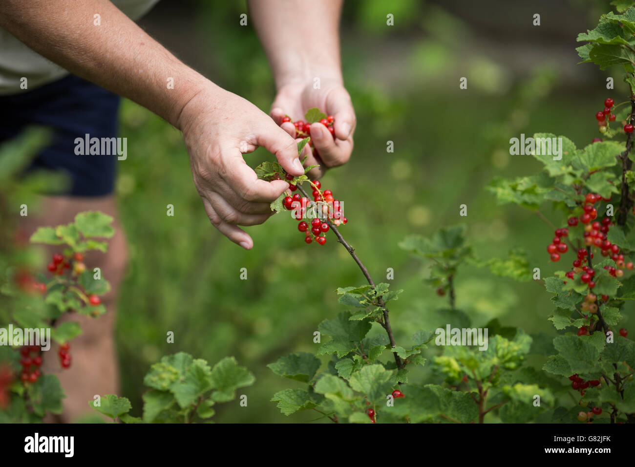 Images currants hi-res stock photography and images - Alamy