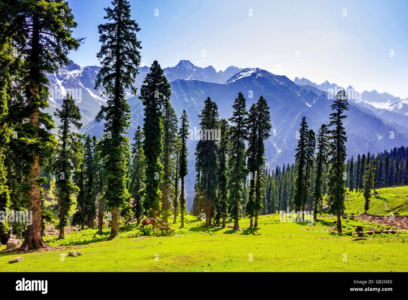 Tall pine trees mountain peak hi-res stock photography and images - Alamy