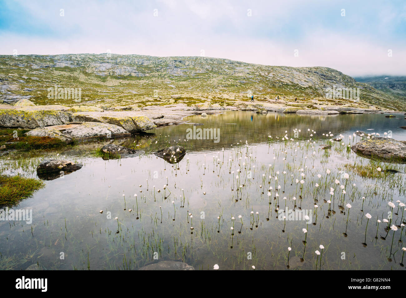 Norwegian landscape with mountains lake and cotton grass, cottongrass