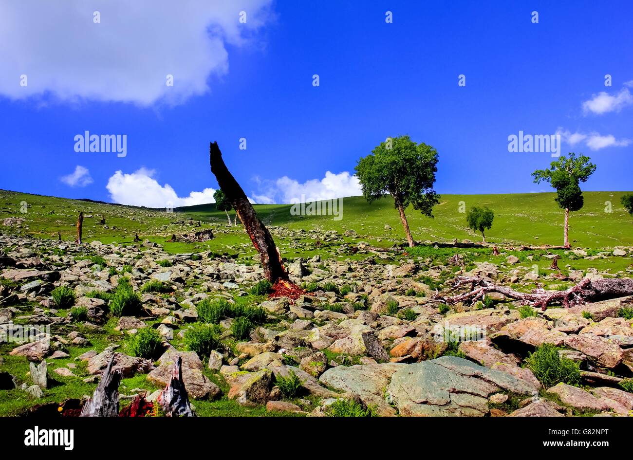 Stone in forest beautiful hi-res stock photography and images - Alamy