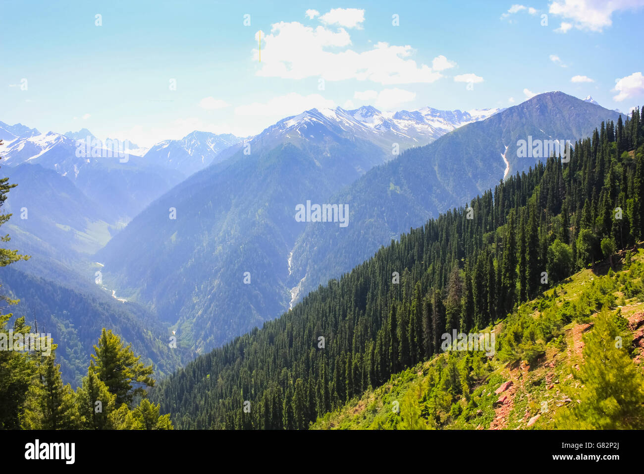 Indian pine forest hi-res stock photography and images - Alamy