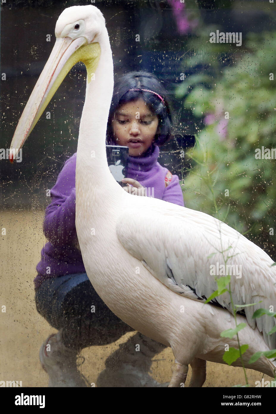 A visitor looks a pelican in the new Pelican Walkthrough exhibit at Edinburgh Zoo in Scotland. Stock Photo