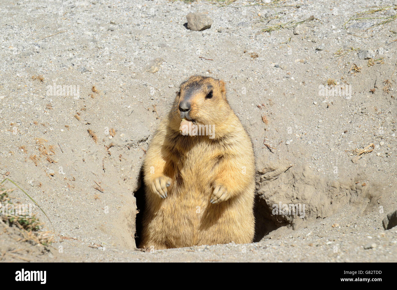 Himalayan Marmot, Changthang valley, Ladakh, India Stock Photo - Alamy