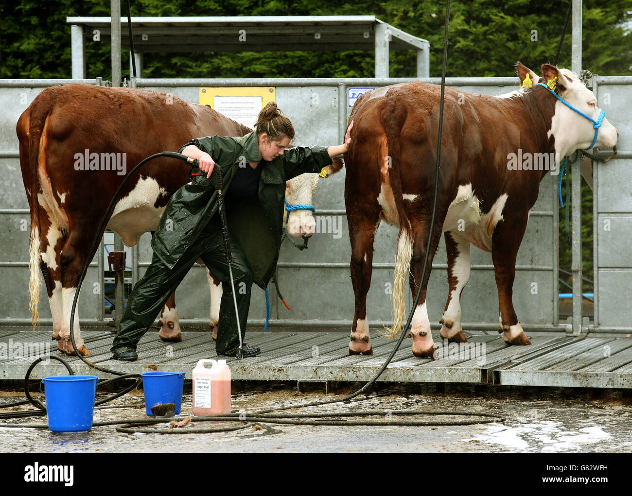 Cows are washed as livestock arrives ahead of the Royal Highland Show in Ingleston, Edinburgh. Stock Photo