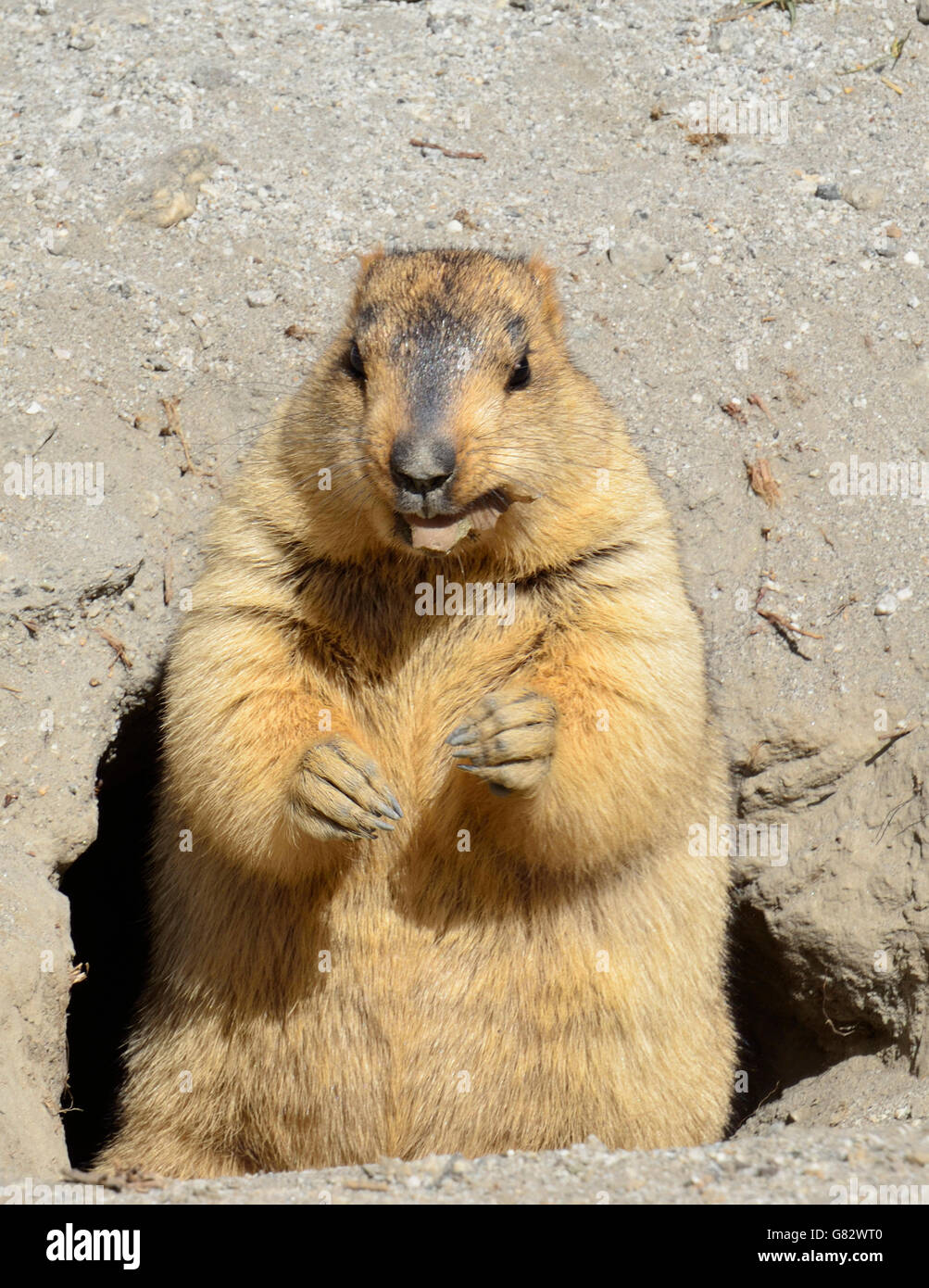 Himalayan marmots: Gold-diggers on the plateau - CGTN