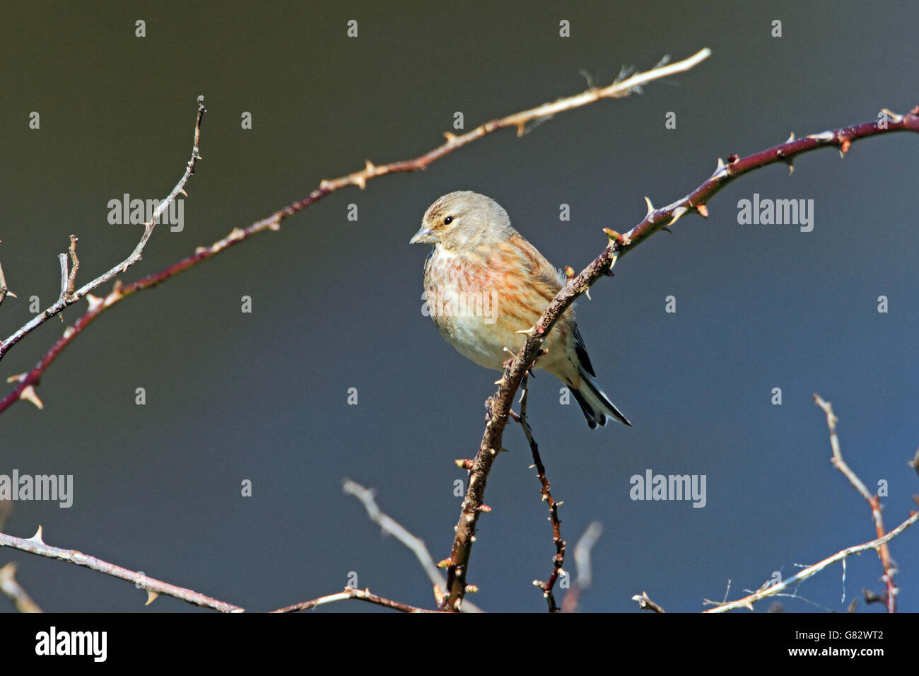 Linnet (Carduelis cannabina) - young male perched on Bramble. Stock Photo